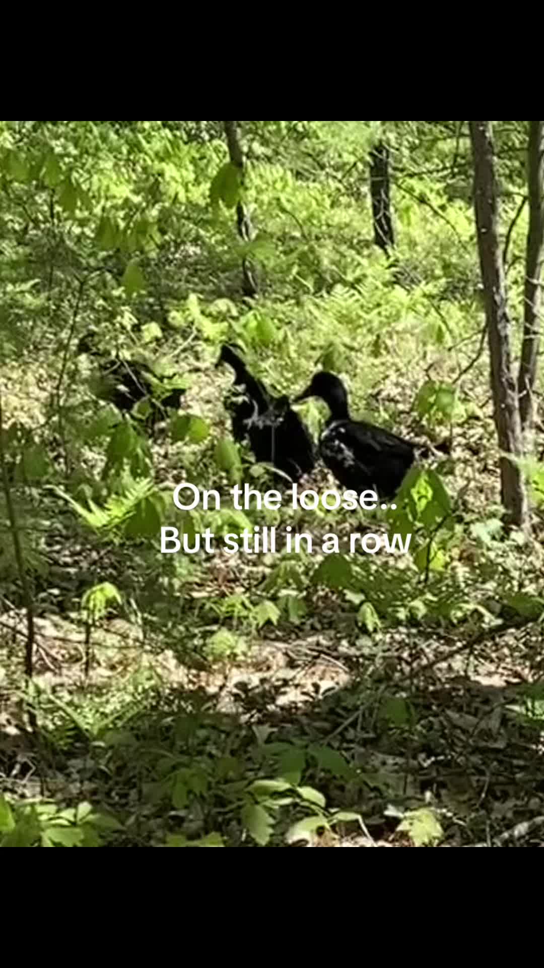 @Phoenix Winchester