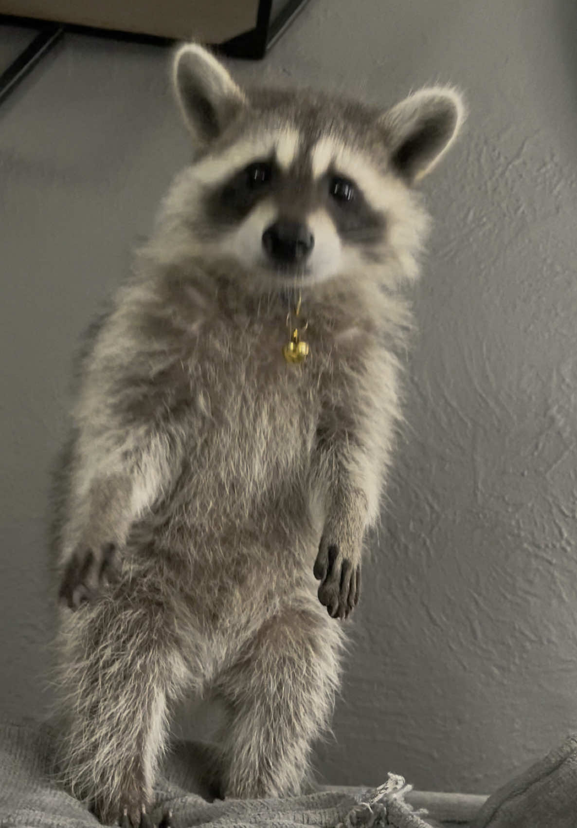 @Roxanne the Raccoon