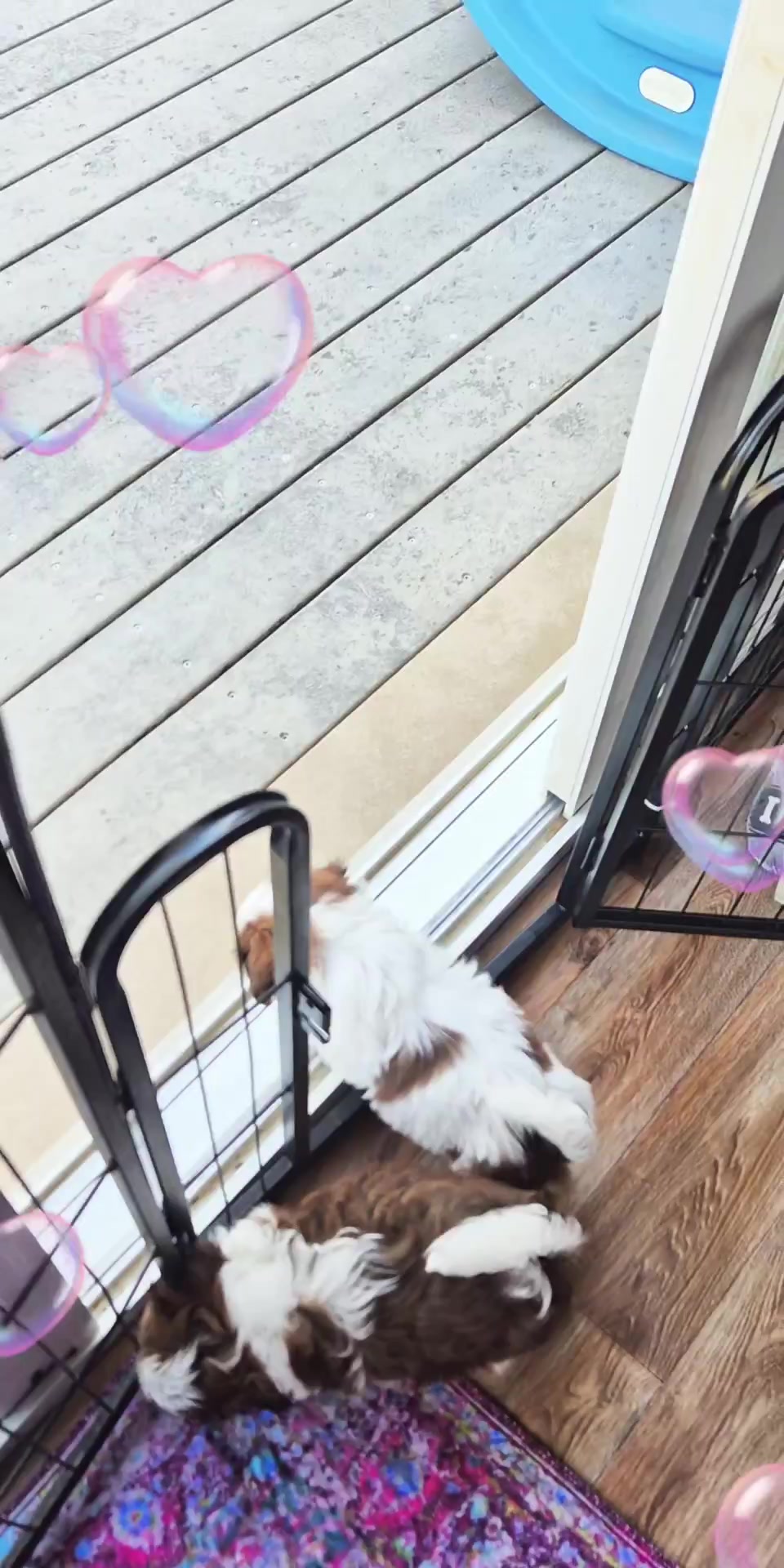 @Barb's Precious Pups