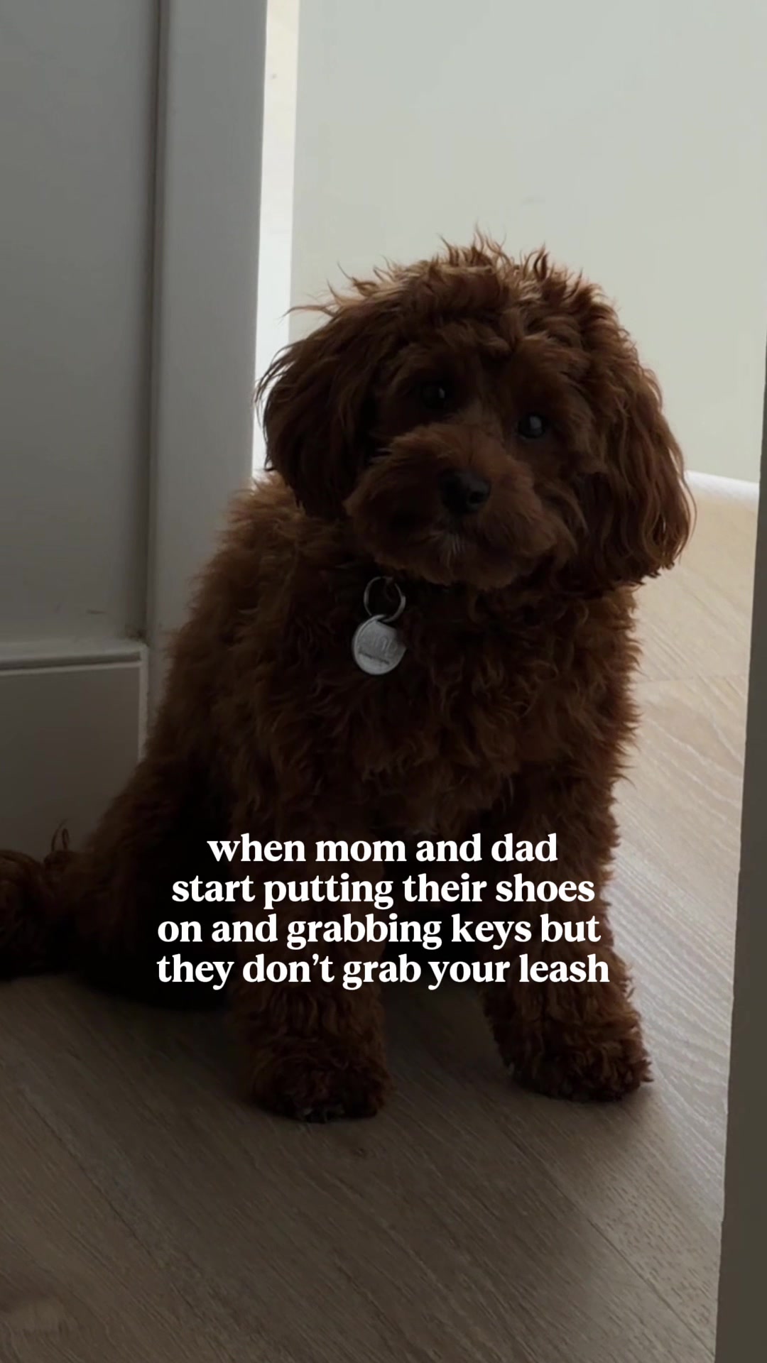@Lilo The Cockapoo