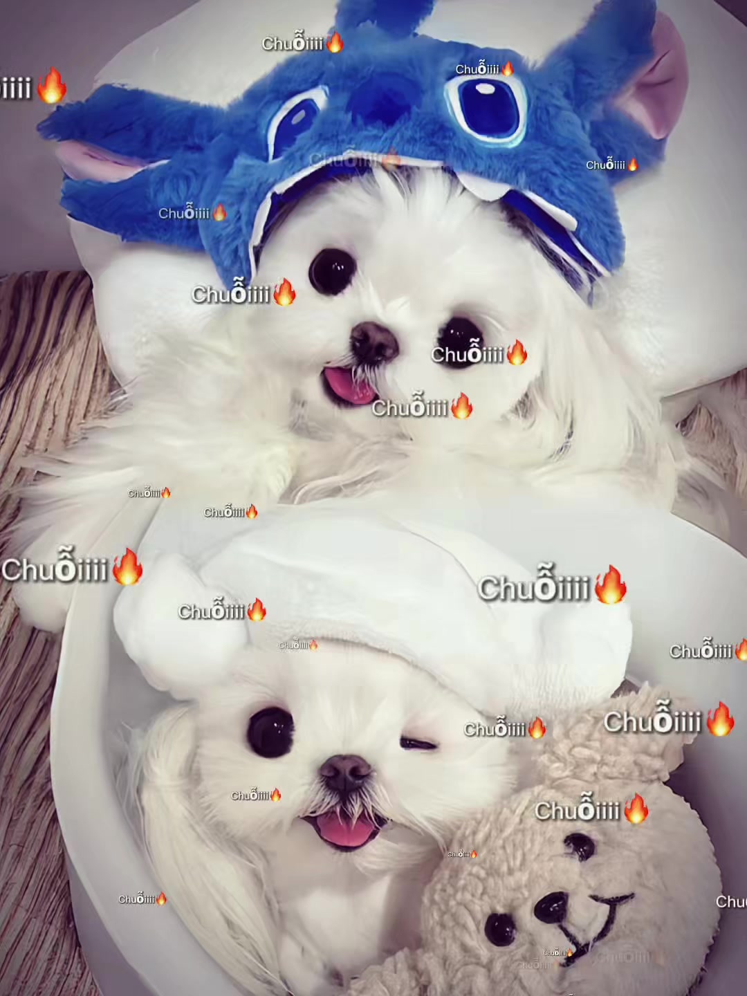 @𝓵