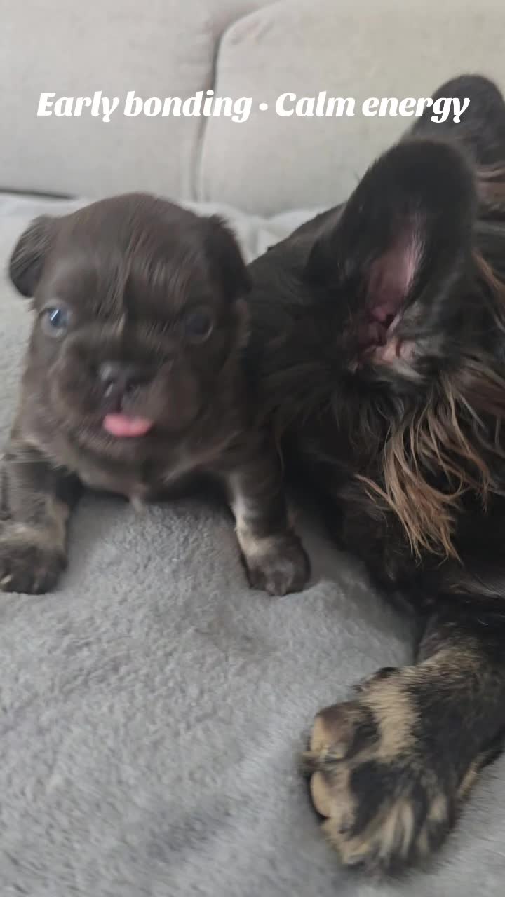 @luxuryfrenchiesbyyuni