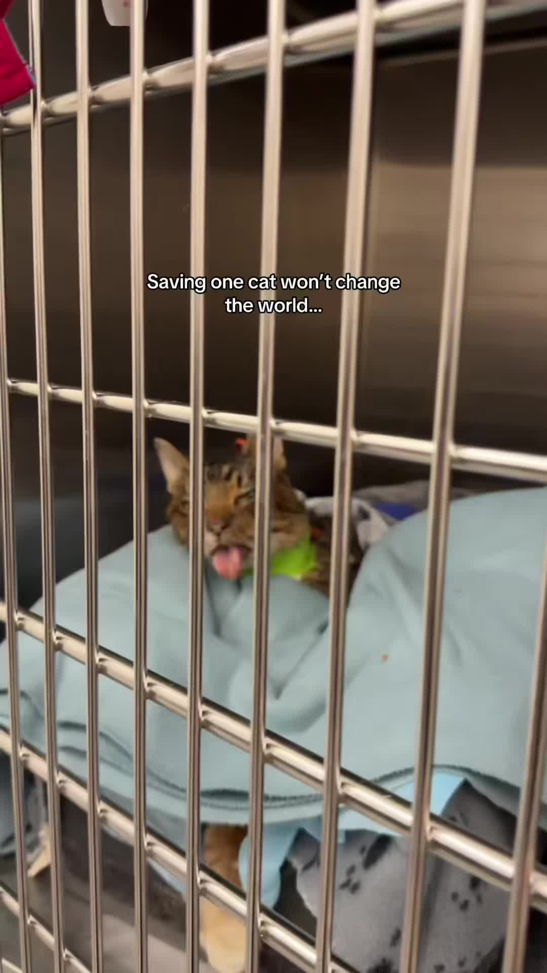 @SavlahPets