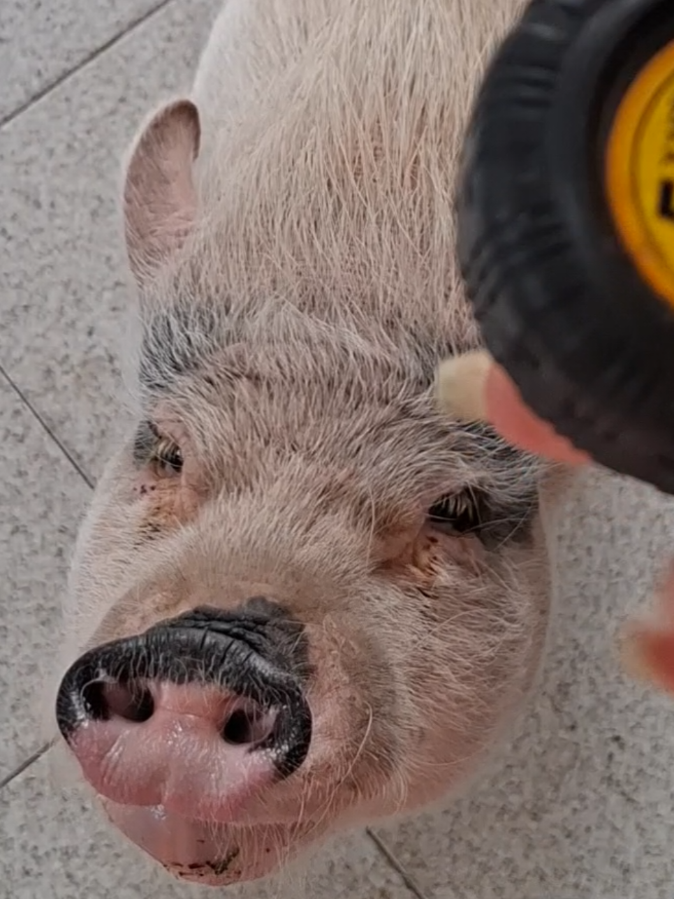 @🐷Ibi.pig🐷