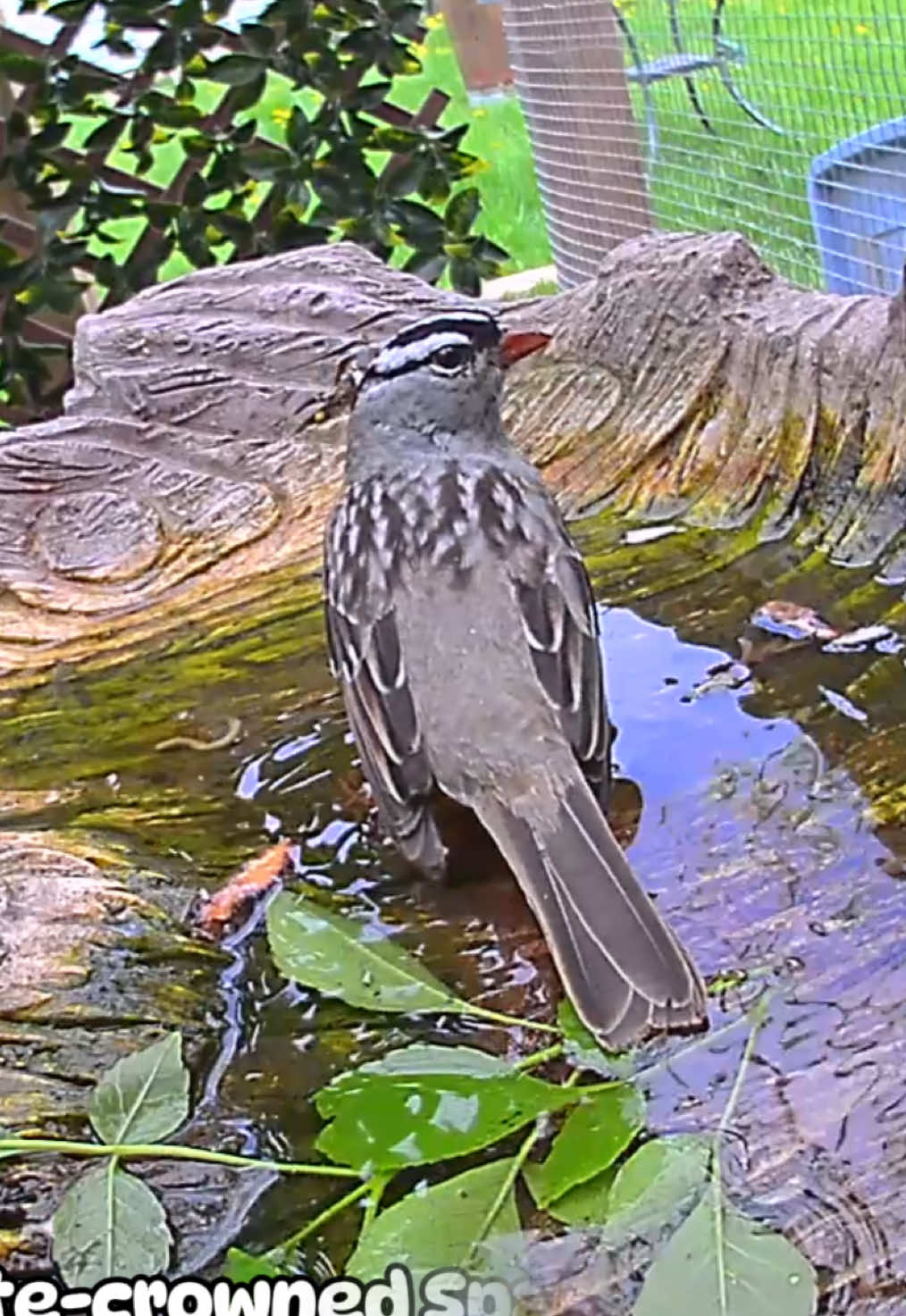 @The Bird Cafe