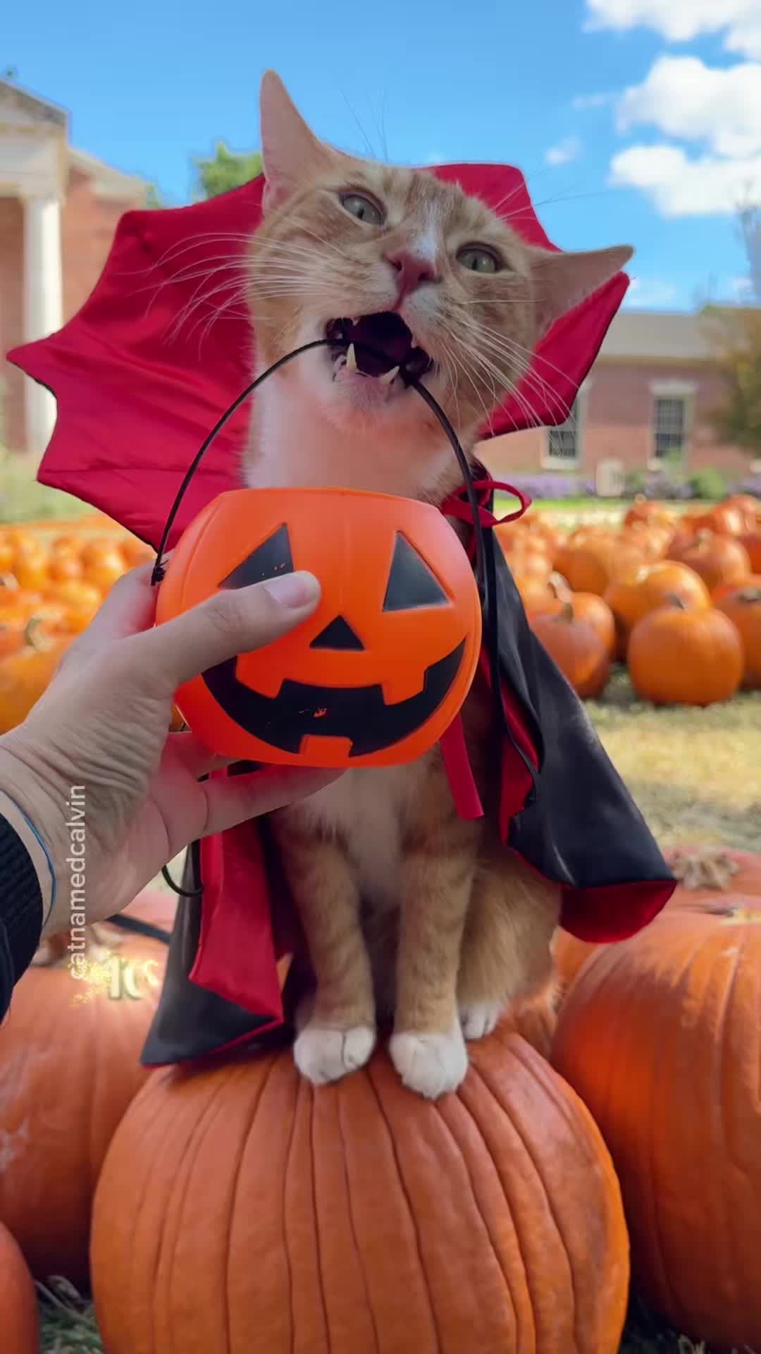 @catnamedcalvin