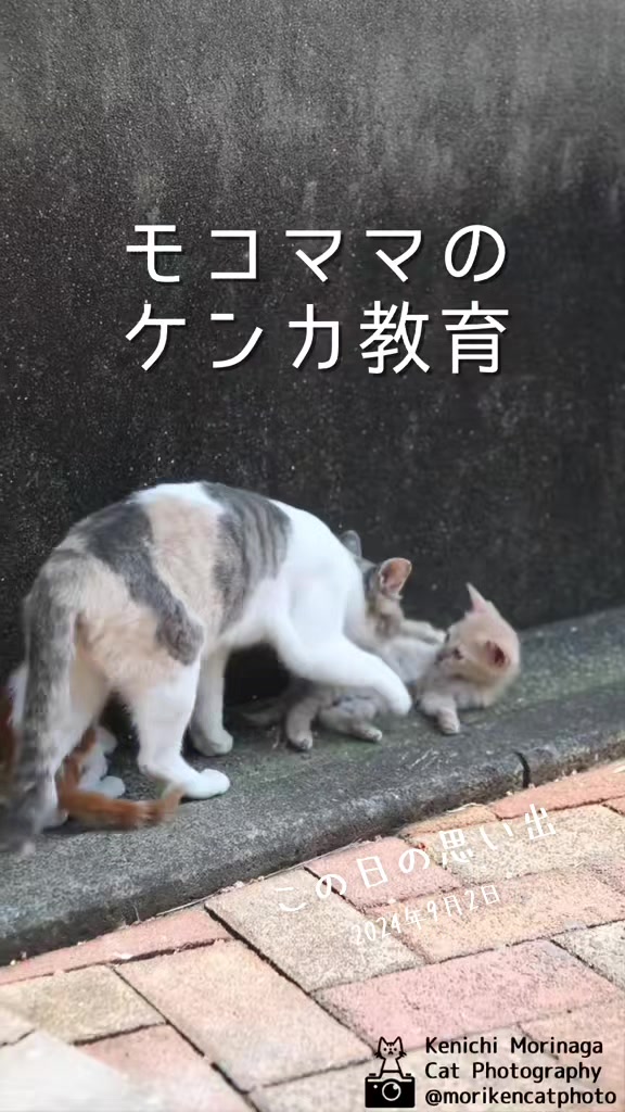 @猫写真家 森永健一