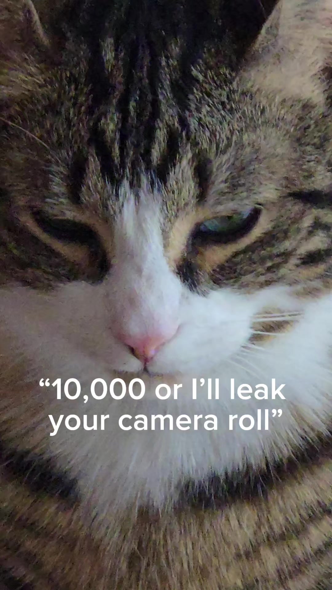 @crazy_catlady🇨🇦