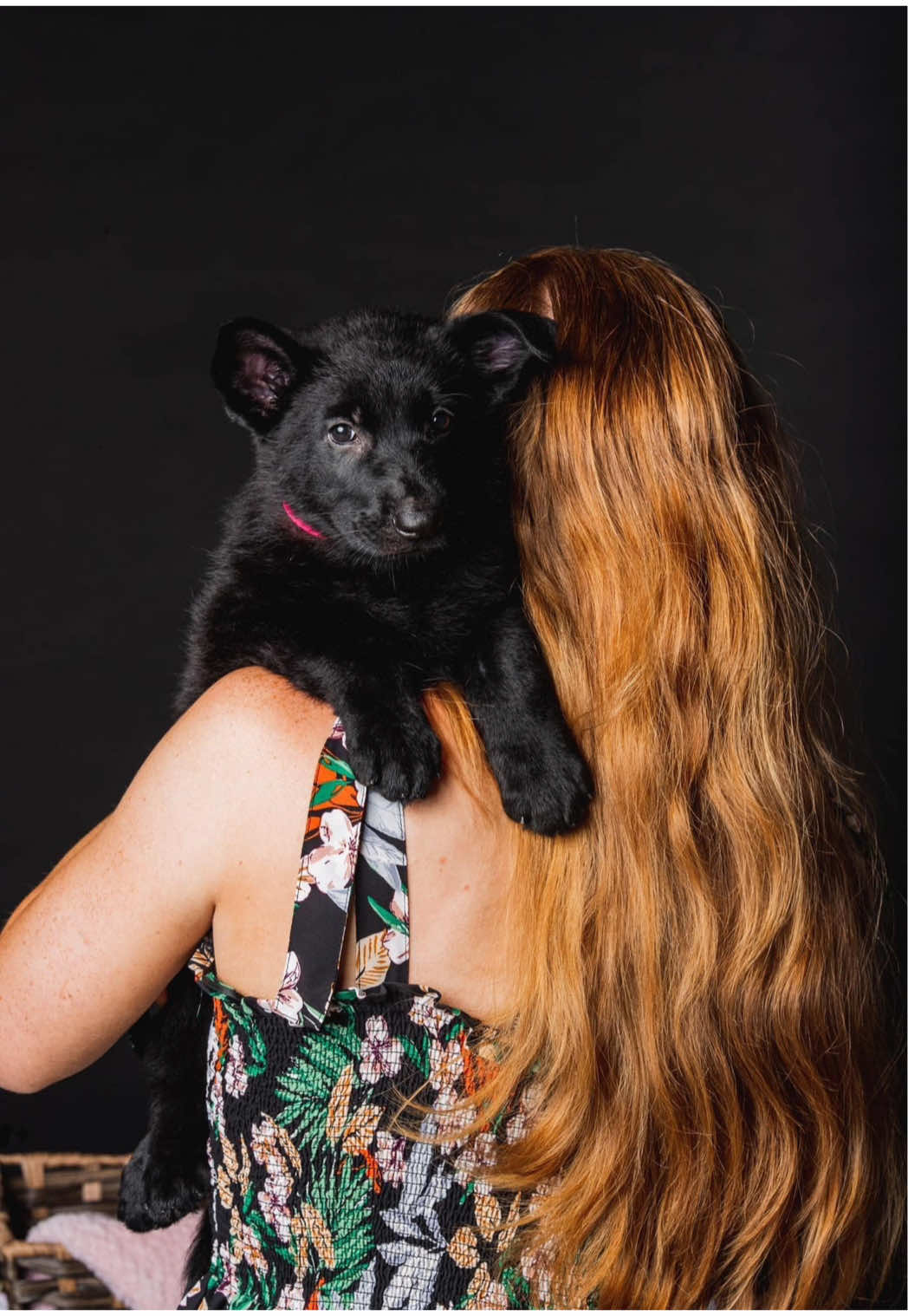 @Protection Dog Sales
