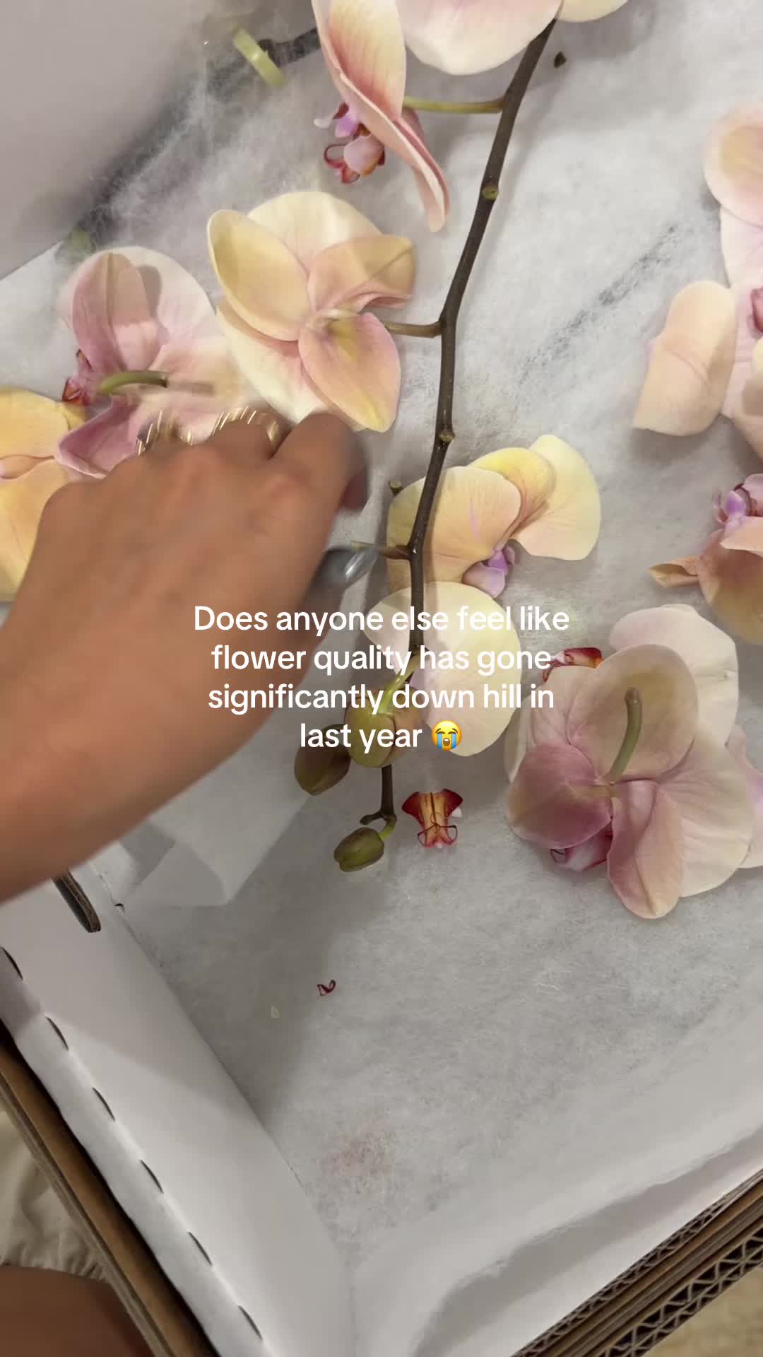 @Elizabeth Jaime | Calma Floral