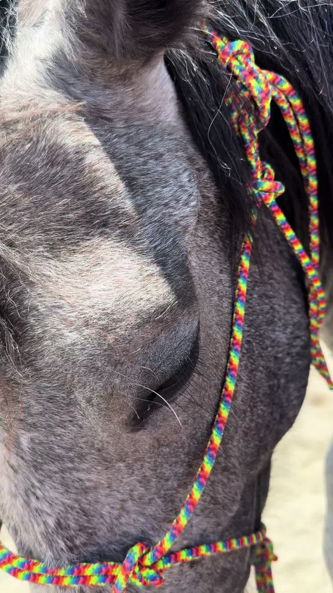 @Cowgirl Tuff Colt Training ❤️