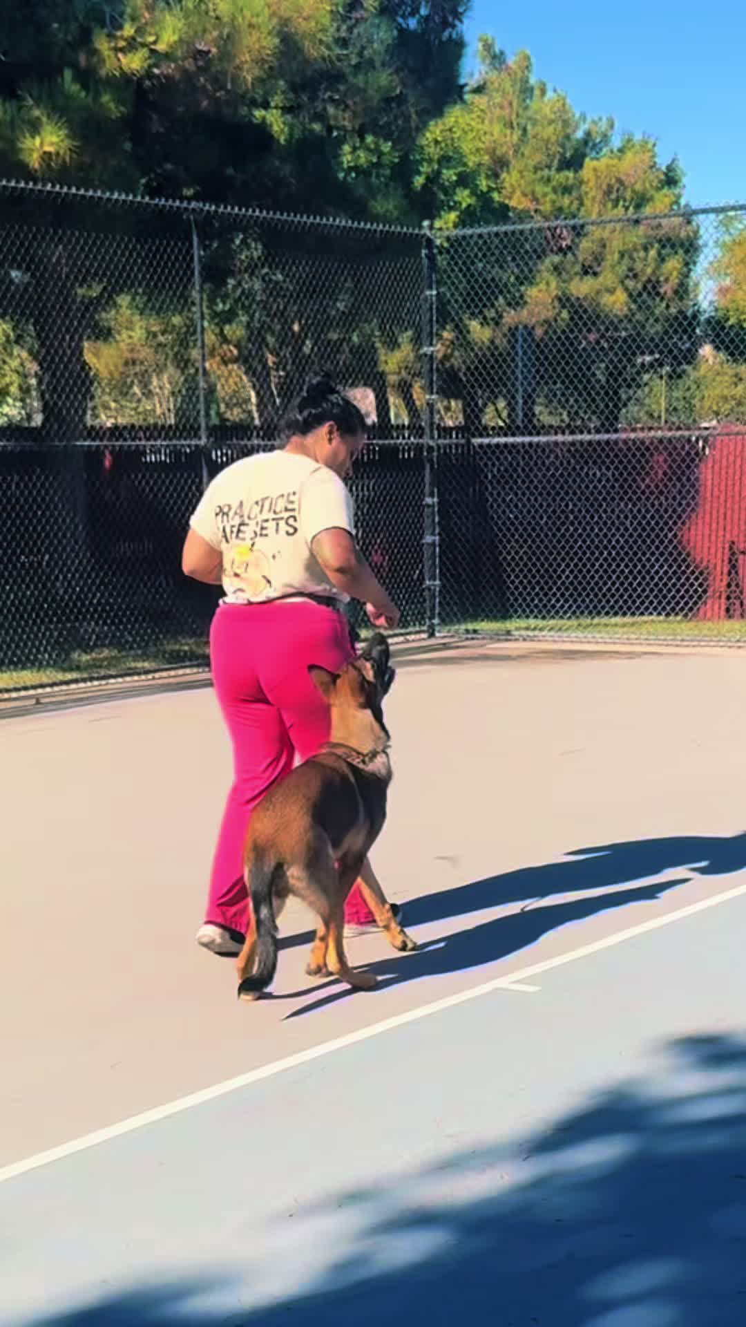 @Tactical K9s Dog Training