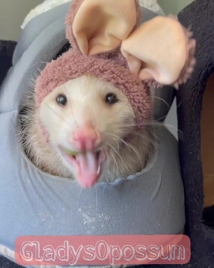 @GladysOpossum