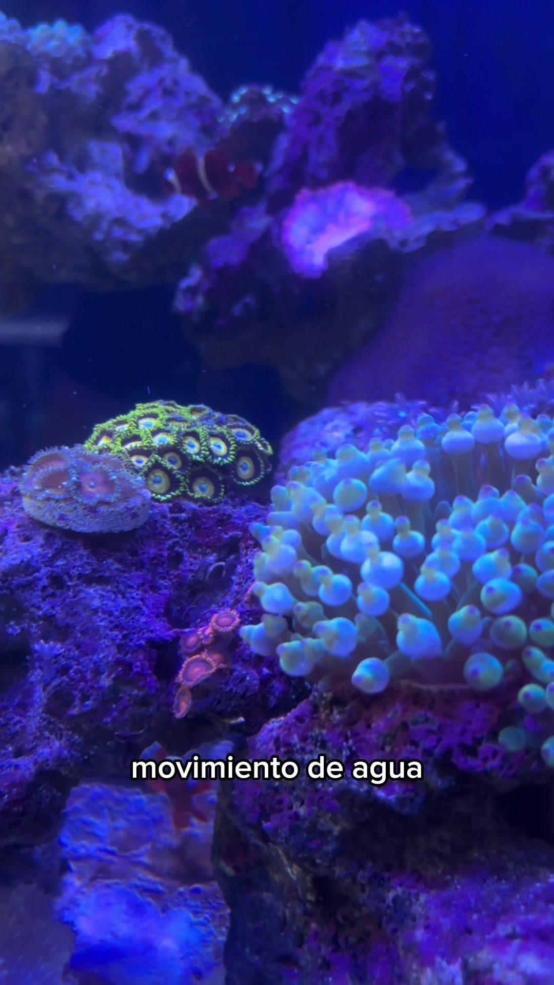 @Acuario Fish Lovers
