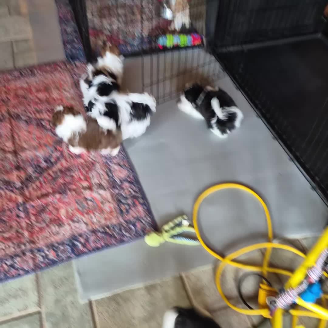 @Barb's Precious Pups