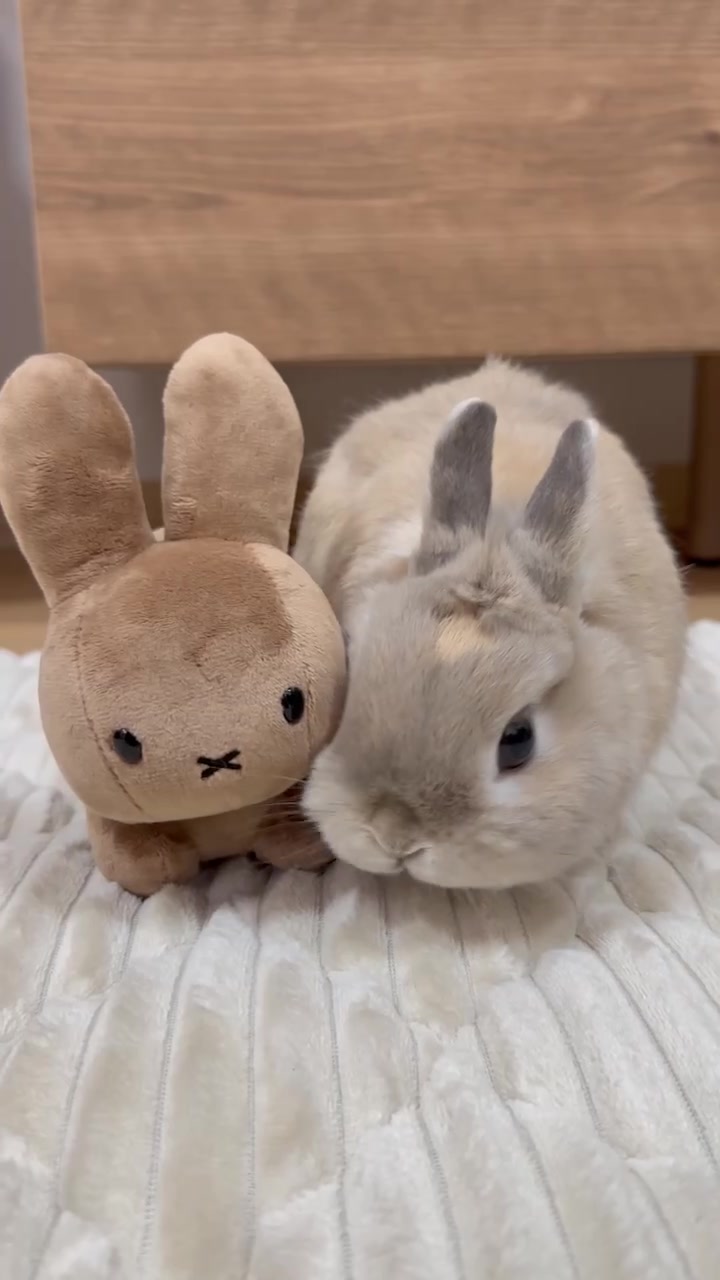 @うさぎのぷっしゅ