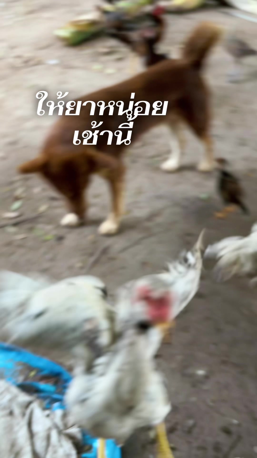 @ยายดา ราชบุรี