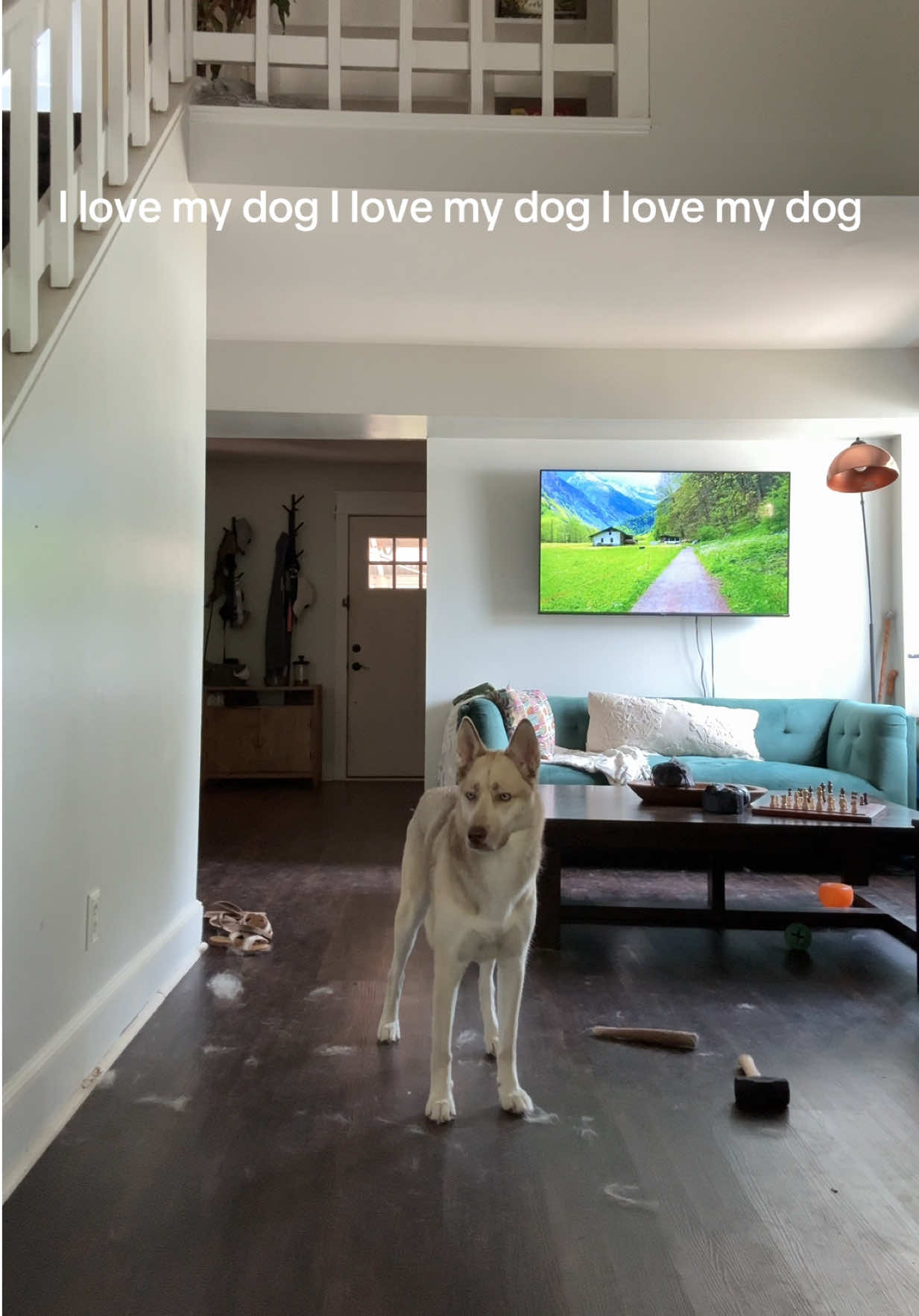 @Finn the Shepsky