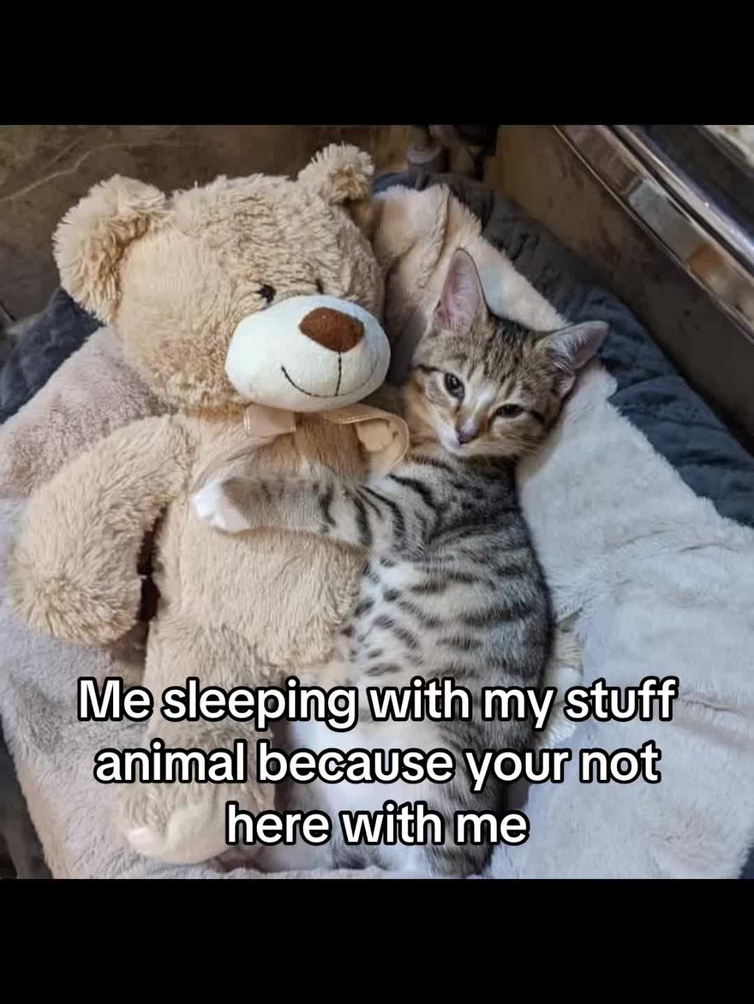 @LavanderCat