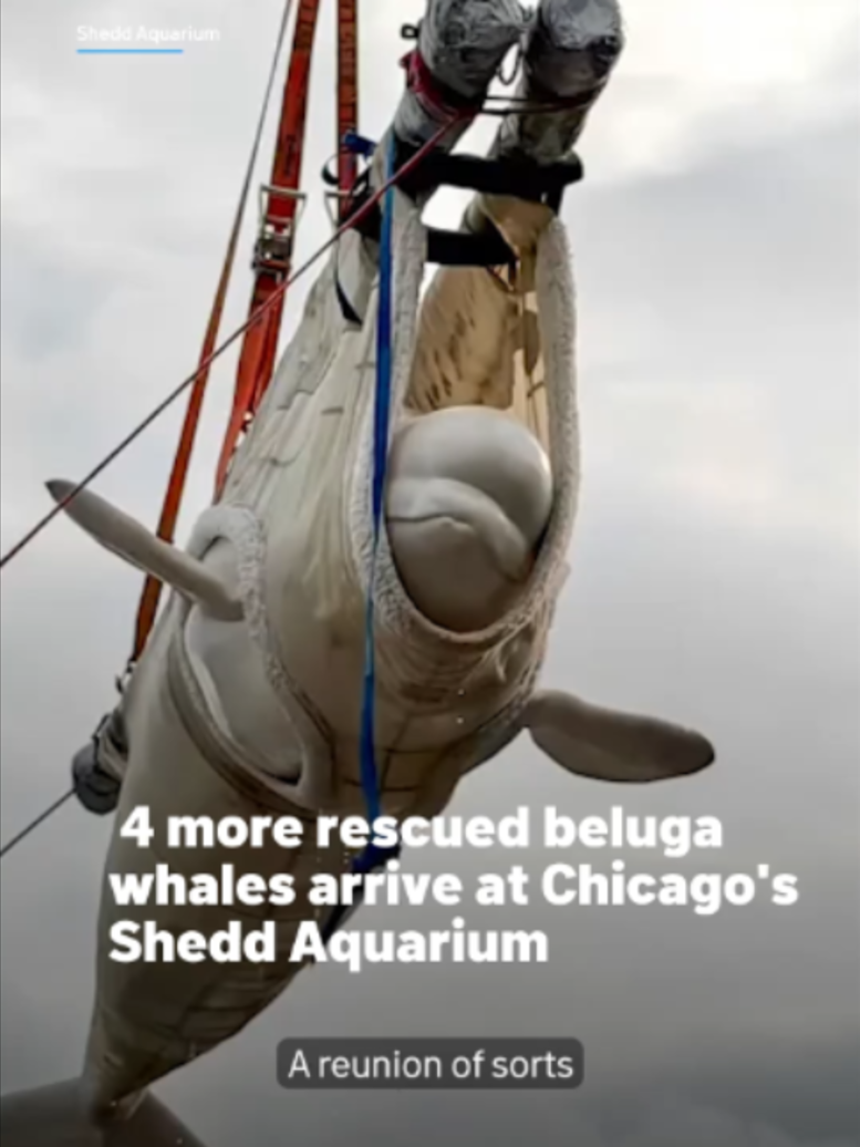 @NBC Chicago