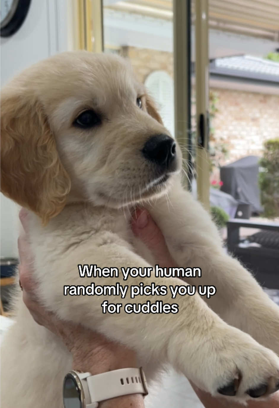 @lunas_golden_life