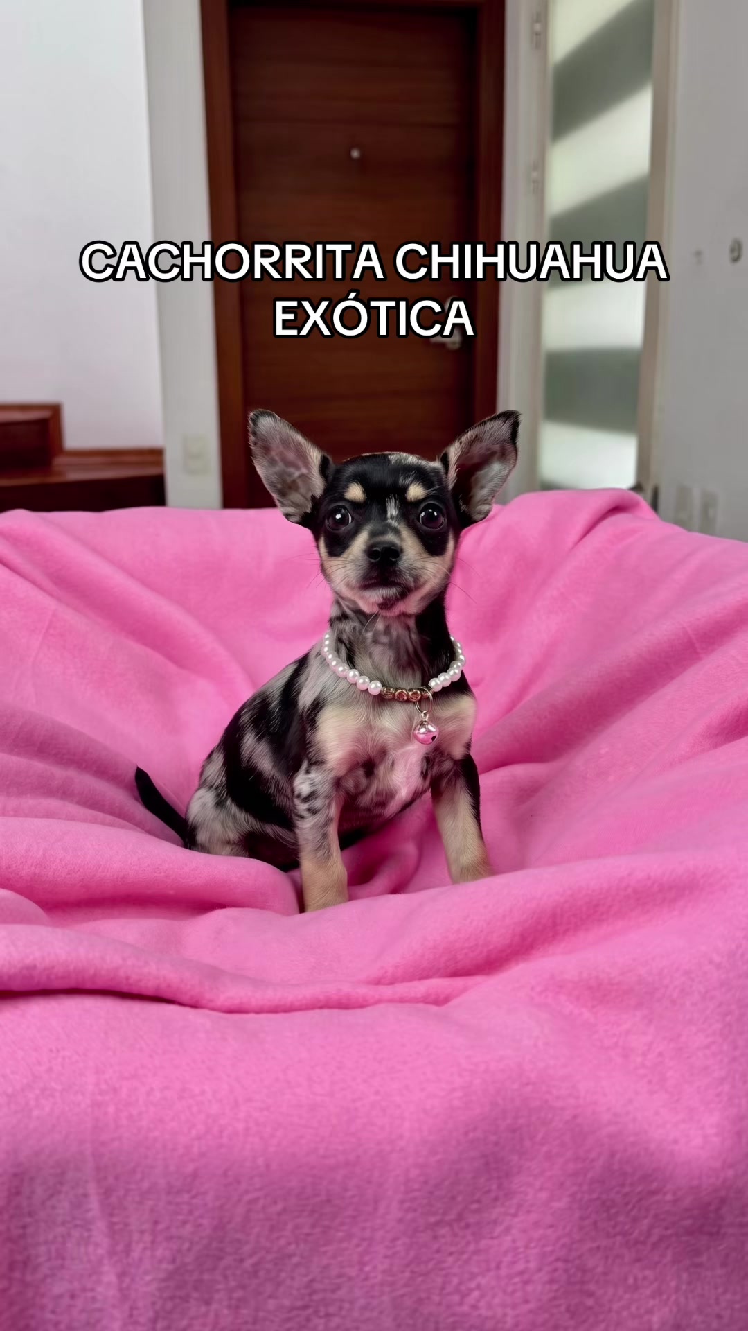 @Super Pet Ecuador 🇪🇨 🐶