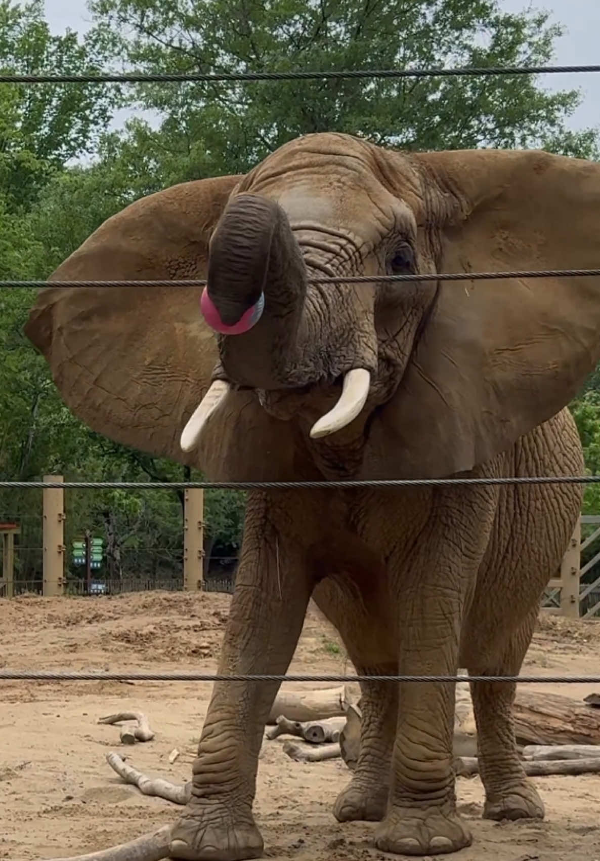@memphiszoo