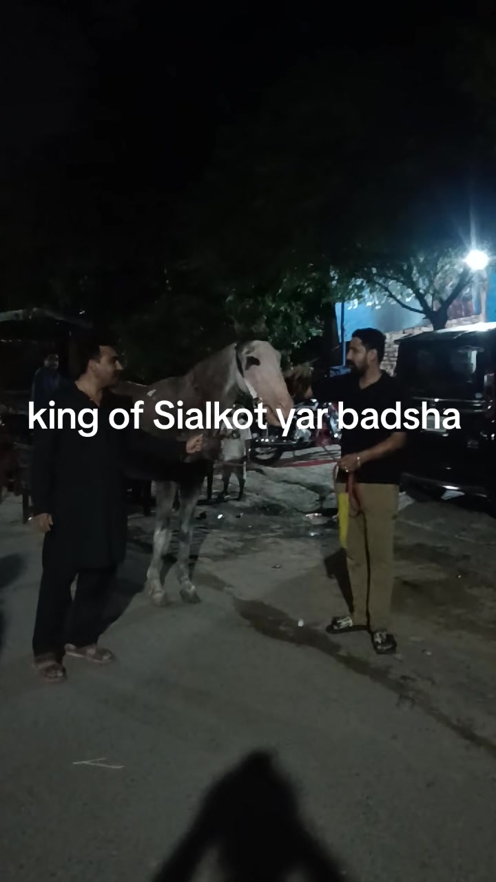 @wasim k