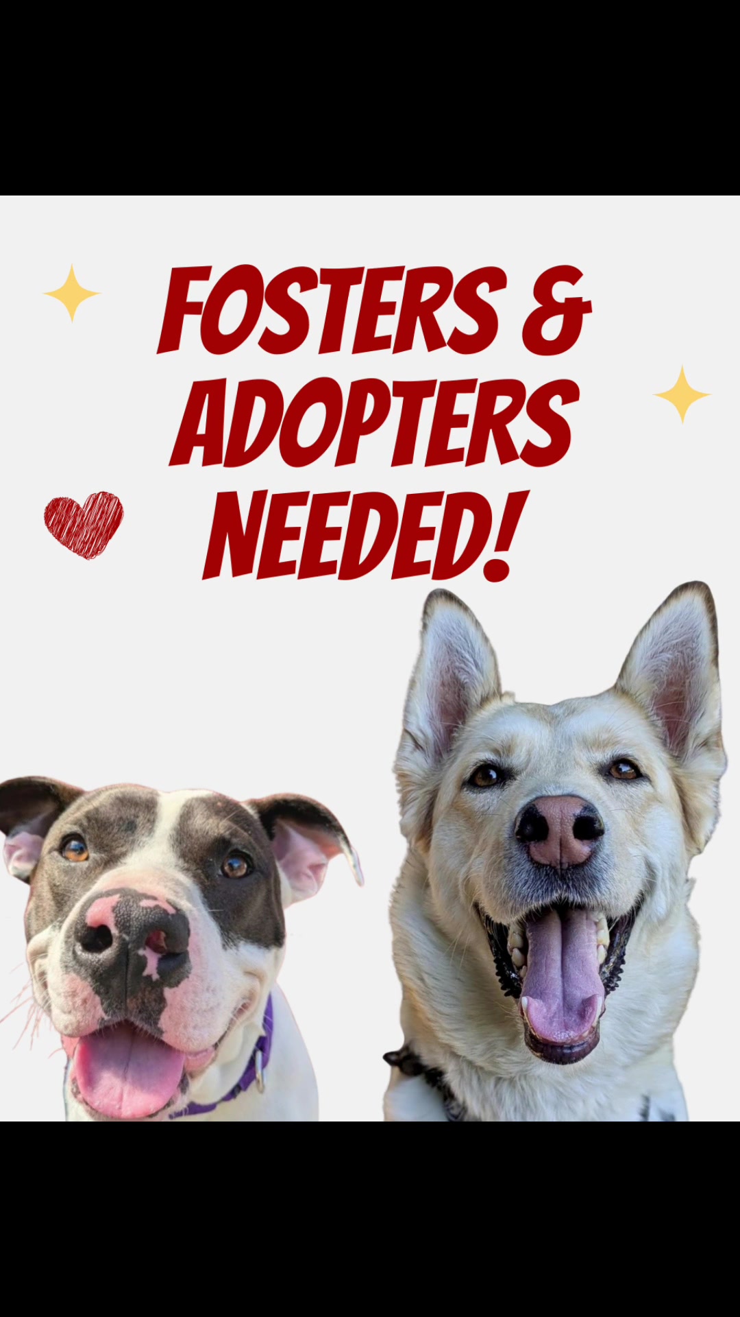 @Seattle Animal Shelter