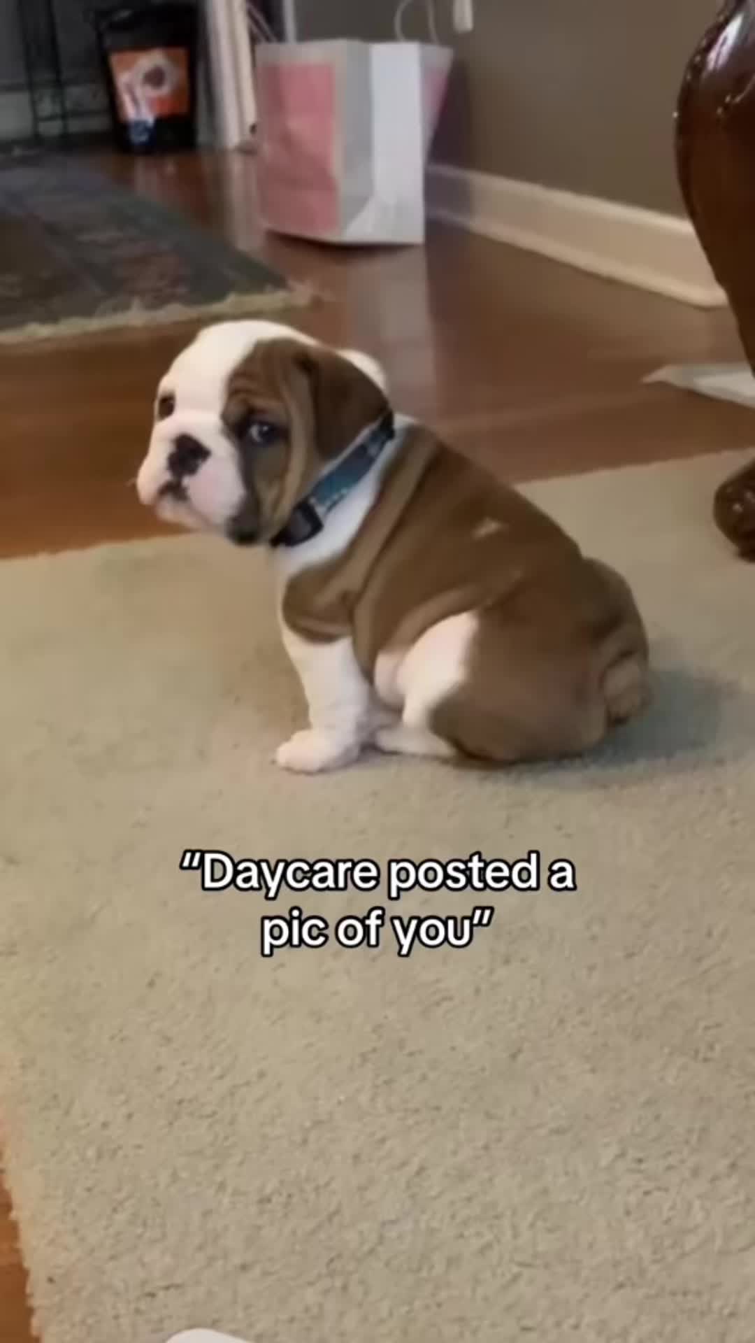 @Stubby The Bulldog
