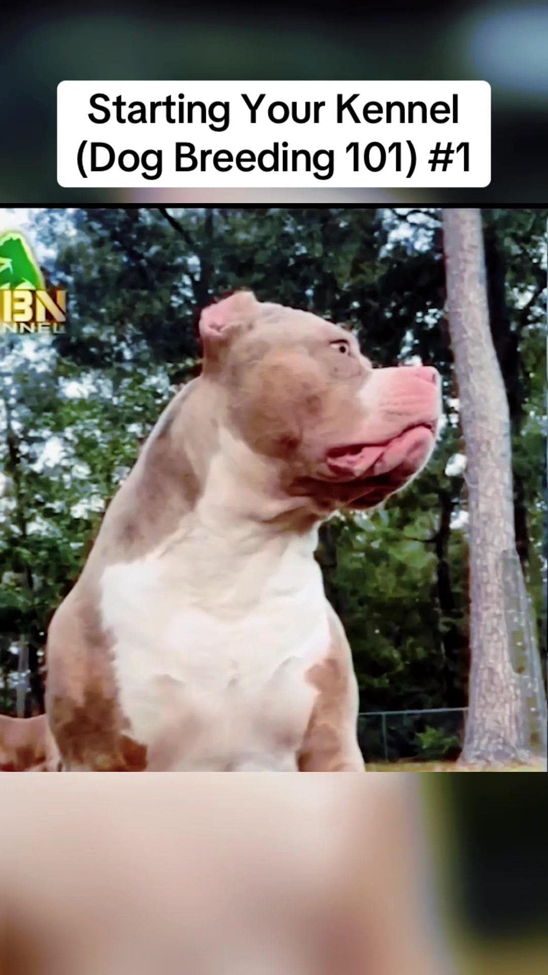 @QBN Kennel