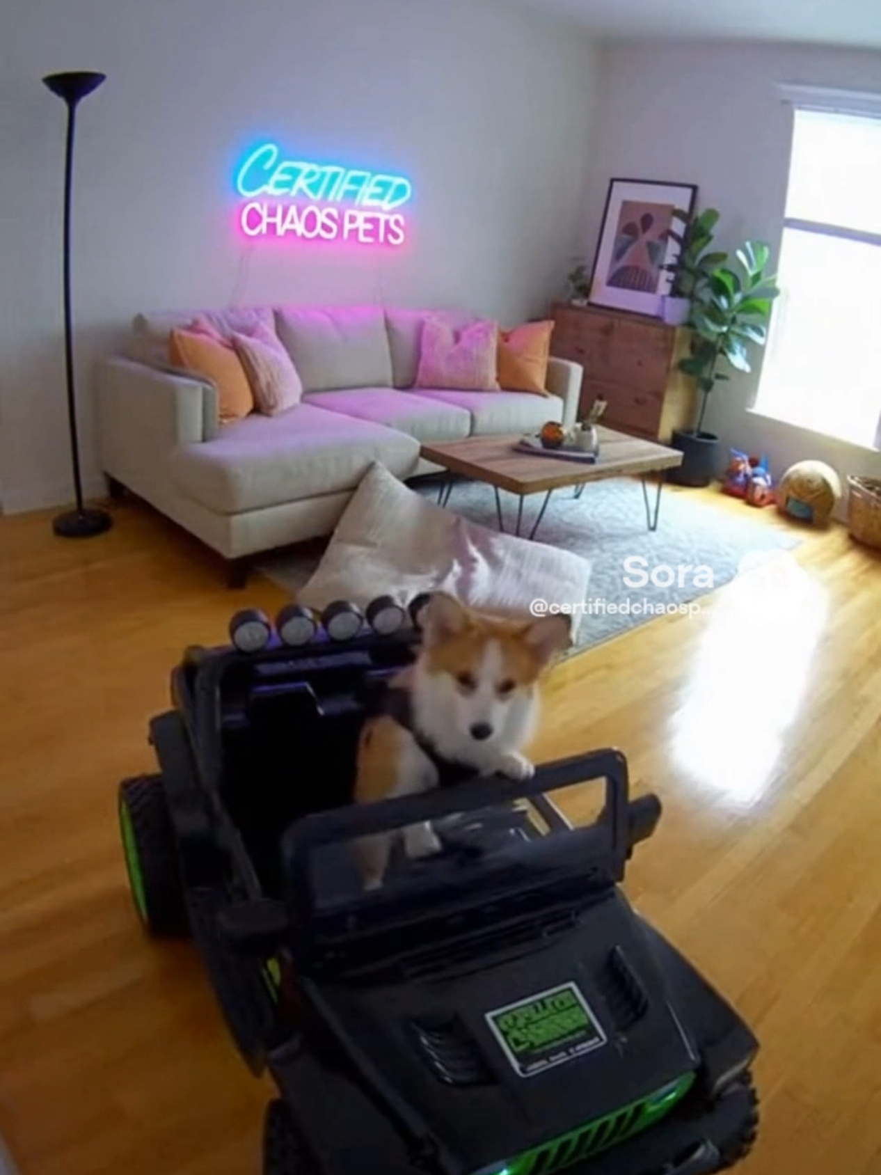 @CertifiedChaosPets