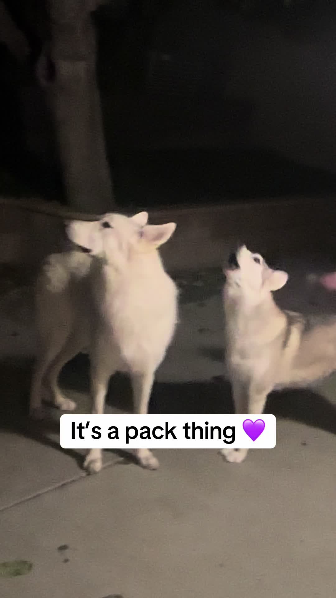 @Loki the Flame Keeper 🐺