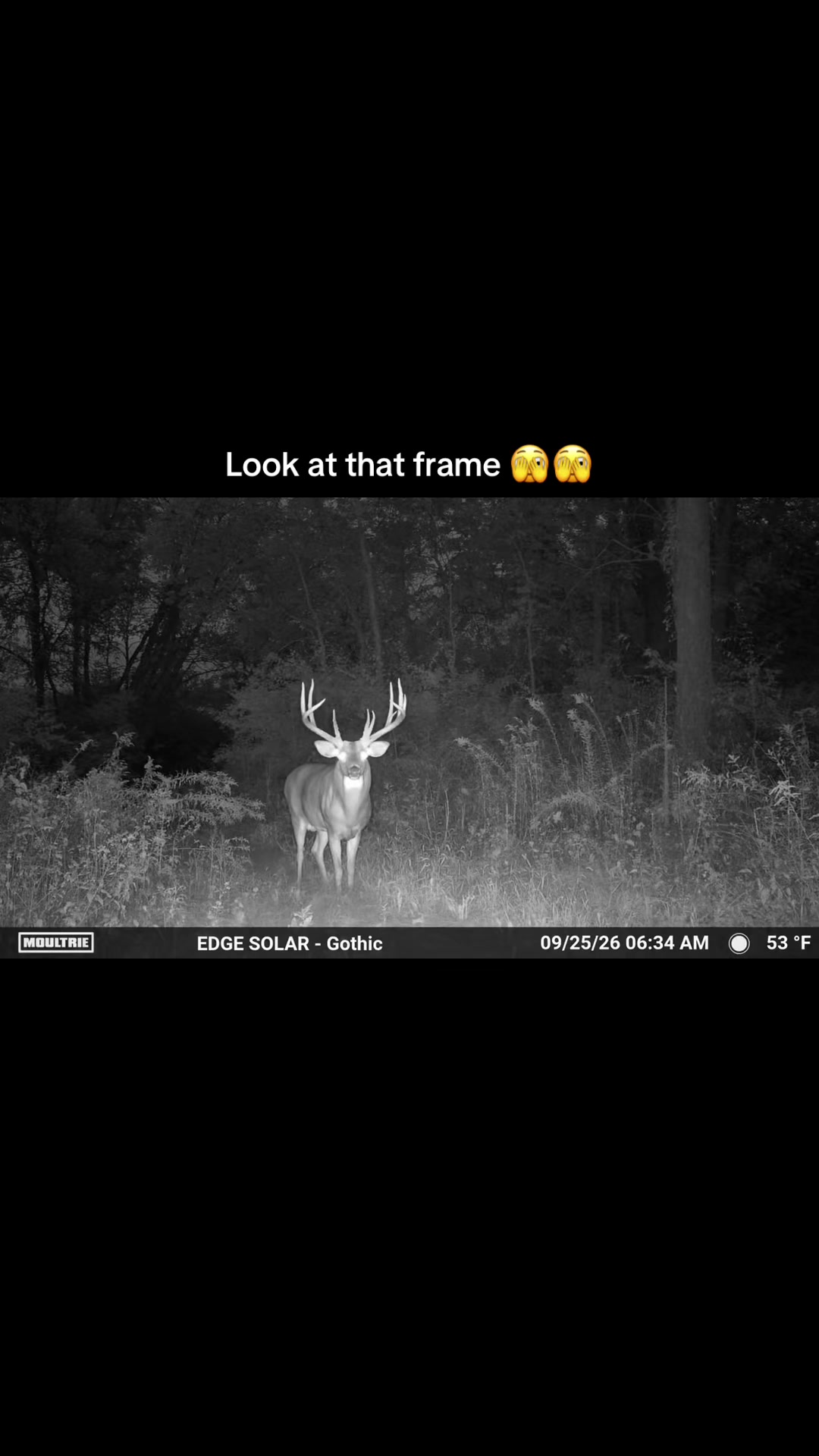 @Moultrie