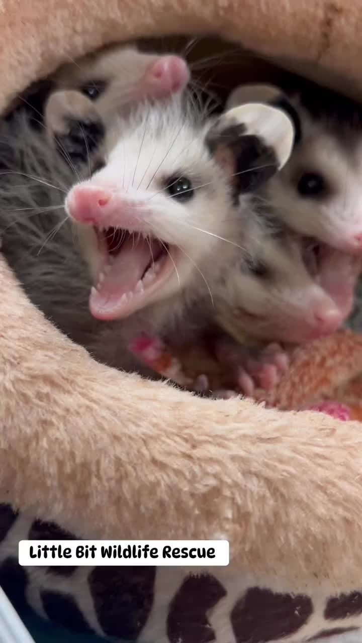 @Little Bit Wildlife Rescue