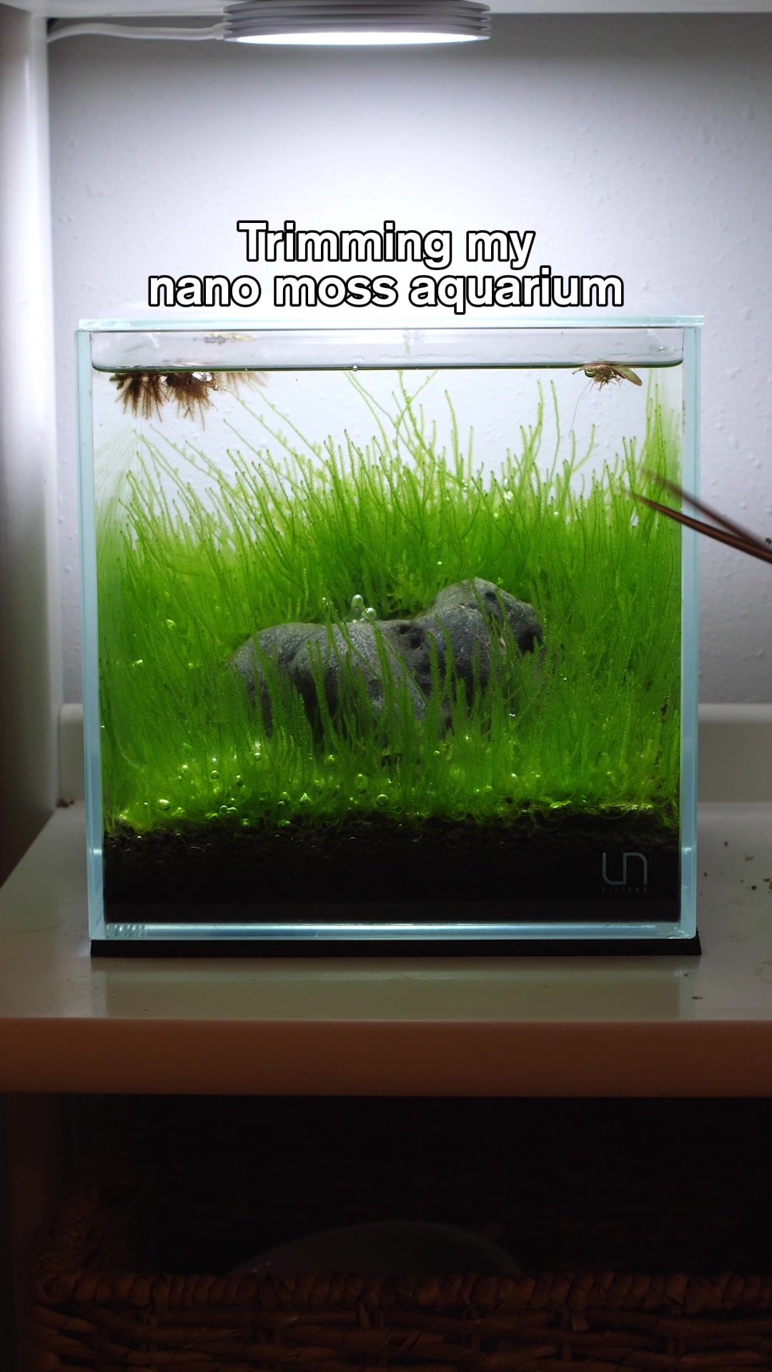 @🌱