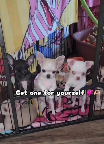 @Mina CHI&rsquo;s for adoption 🐶🌸