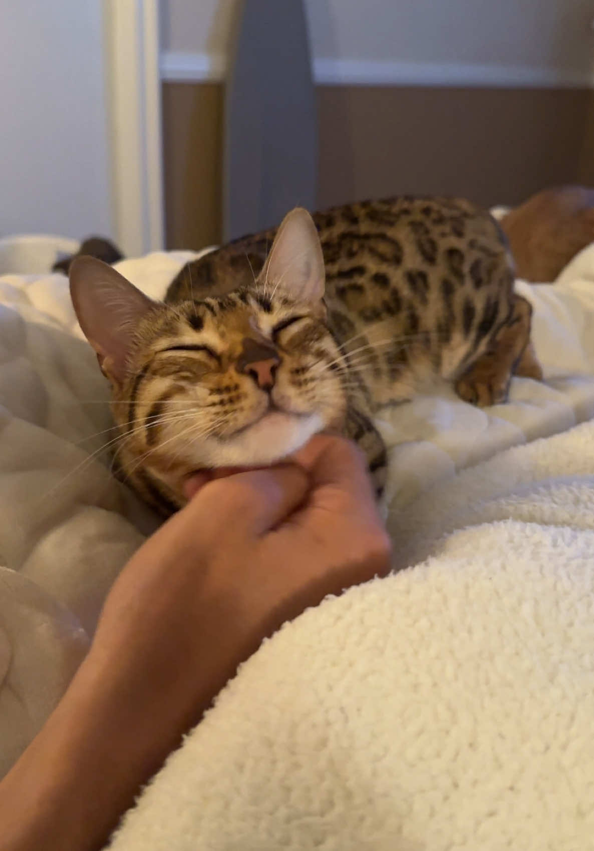 @Obi & Daisy The Bengals 🐆🐾