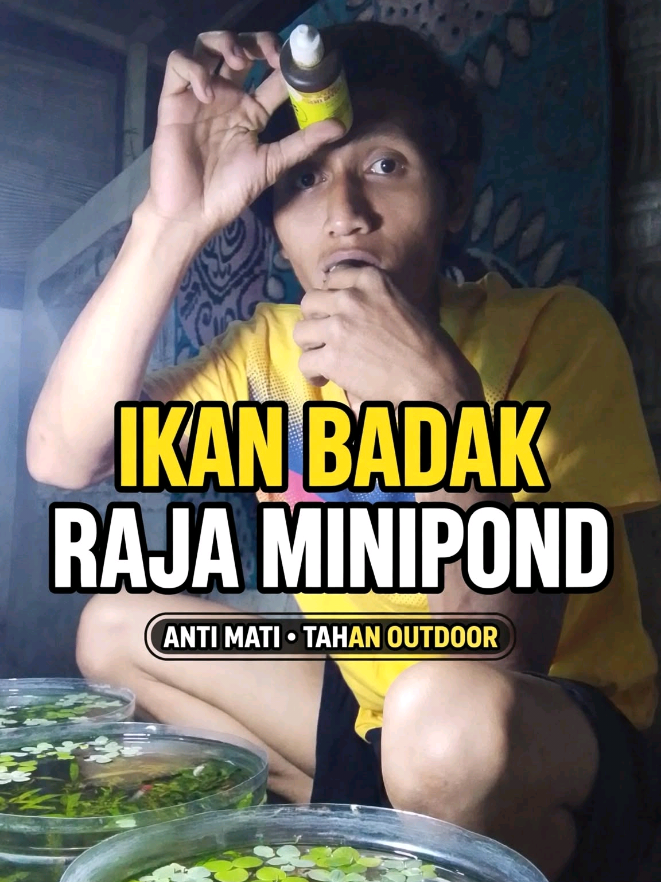 @Minipond Galon