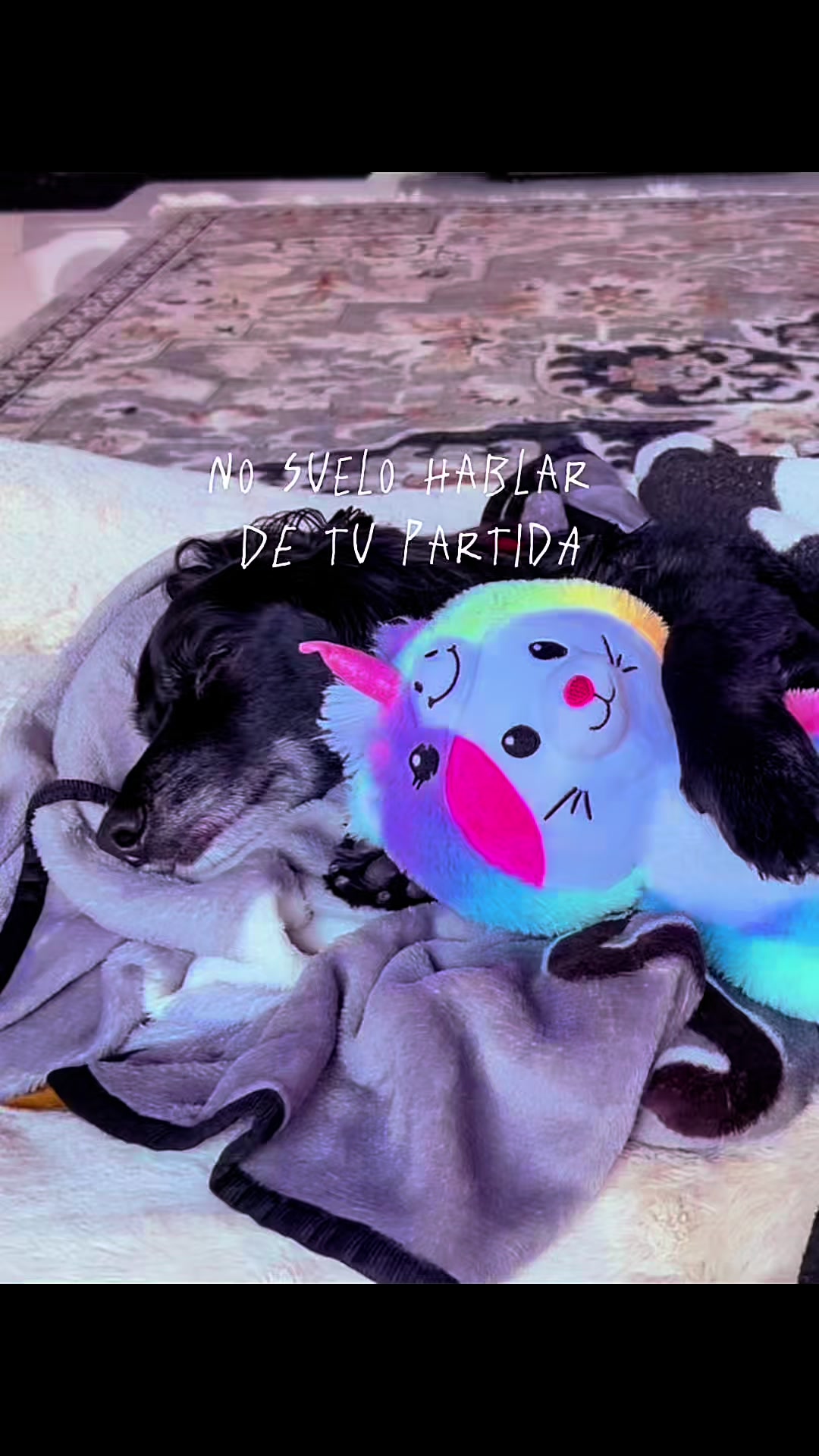 @❤️🐕🦺🐩🦮🐈⬛❤️Pet lover 🥰
