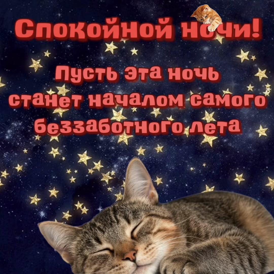 @котики на каждый день