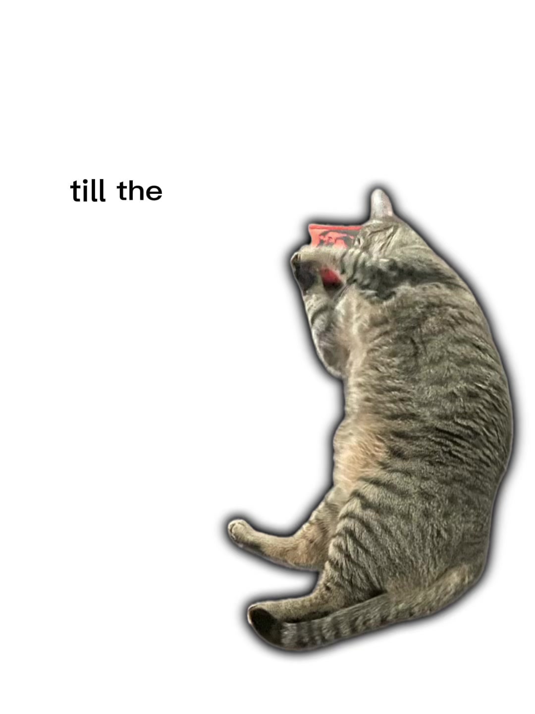 @🐈☦️✝️Cam✝️☦️😻