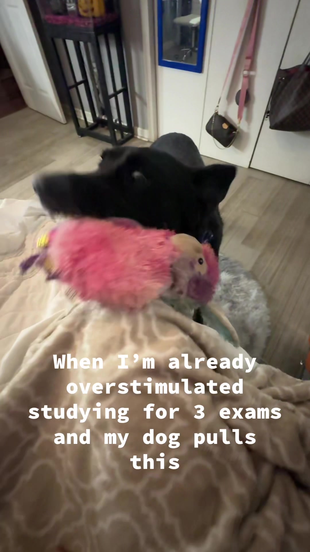 @ariana_jolie13