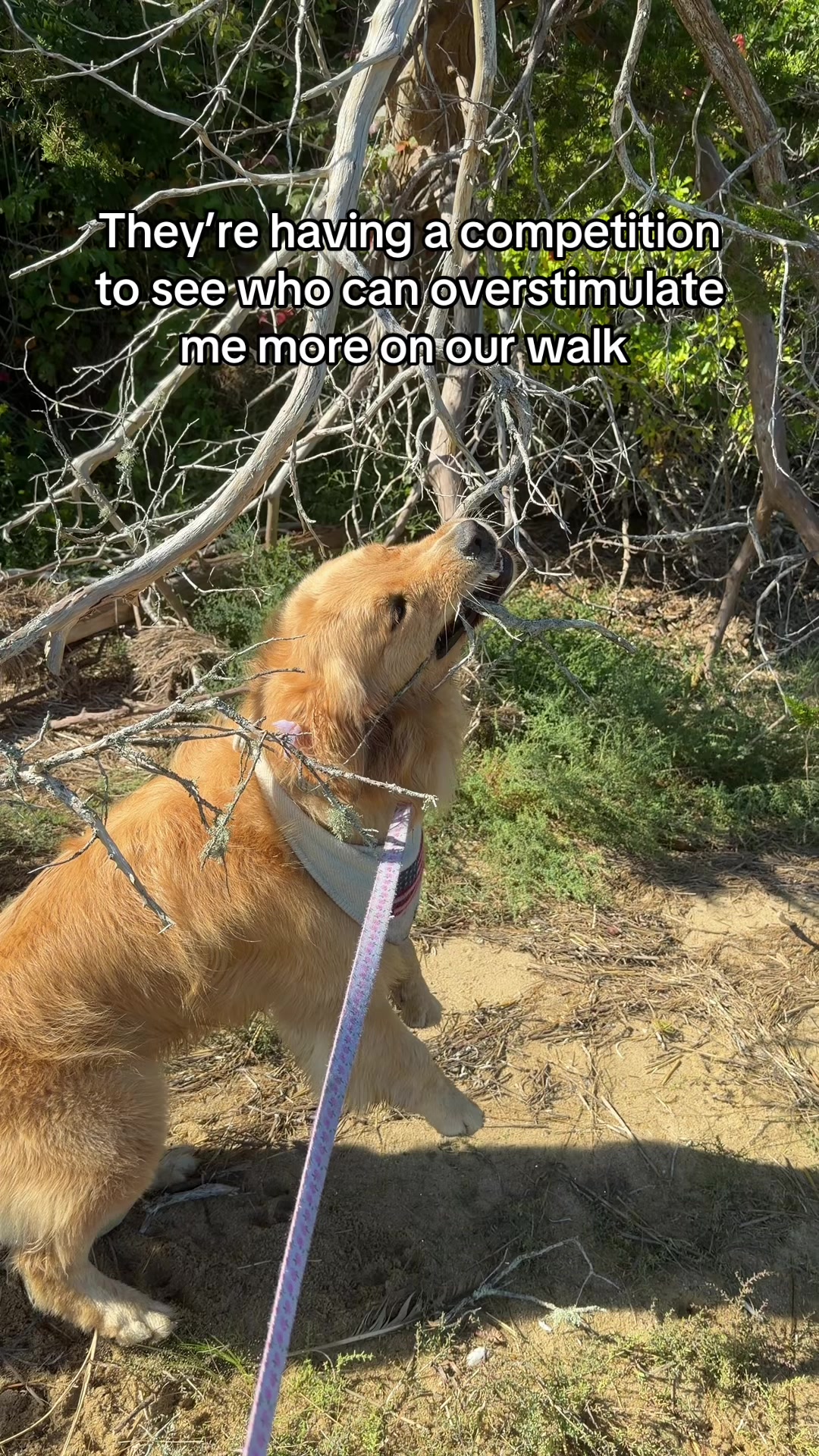 @Winter the Golden