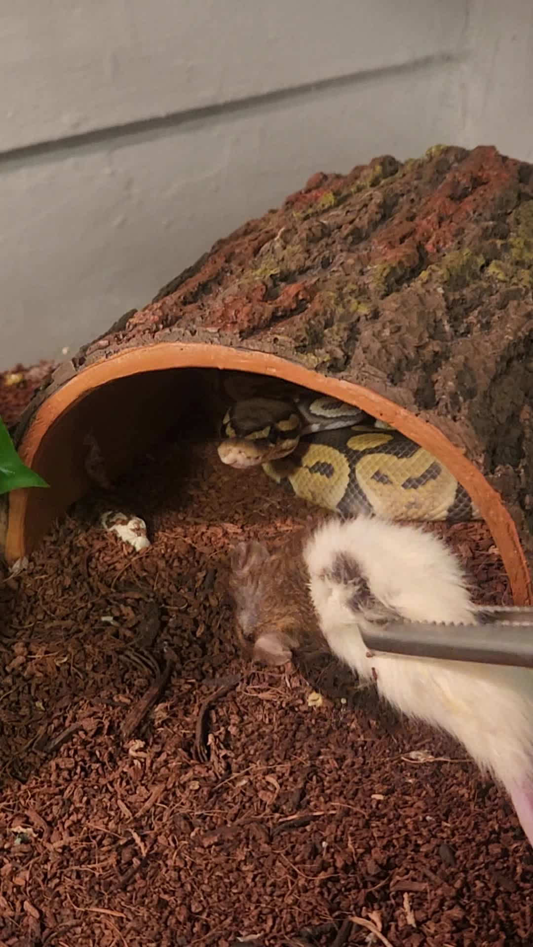 @Ballard’s Reptiles