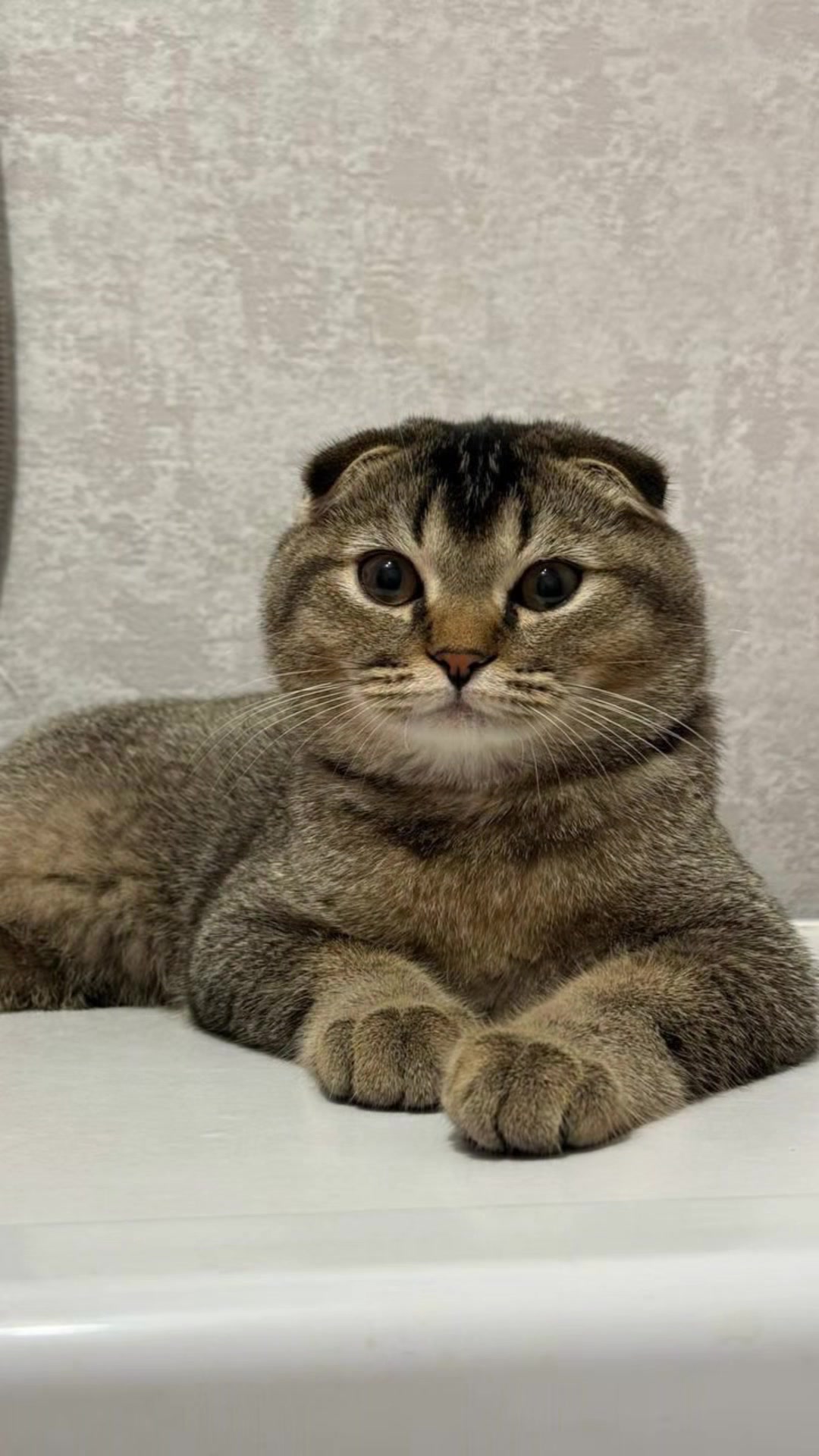 @Cat&Kittens