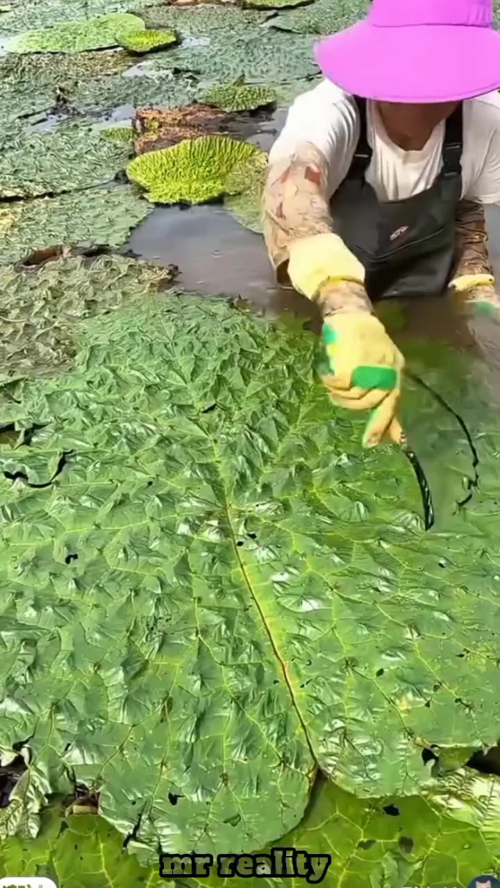 @ᴍɪɴᴅsᴇᴛ|ᵏⁱⁿᵍ