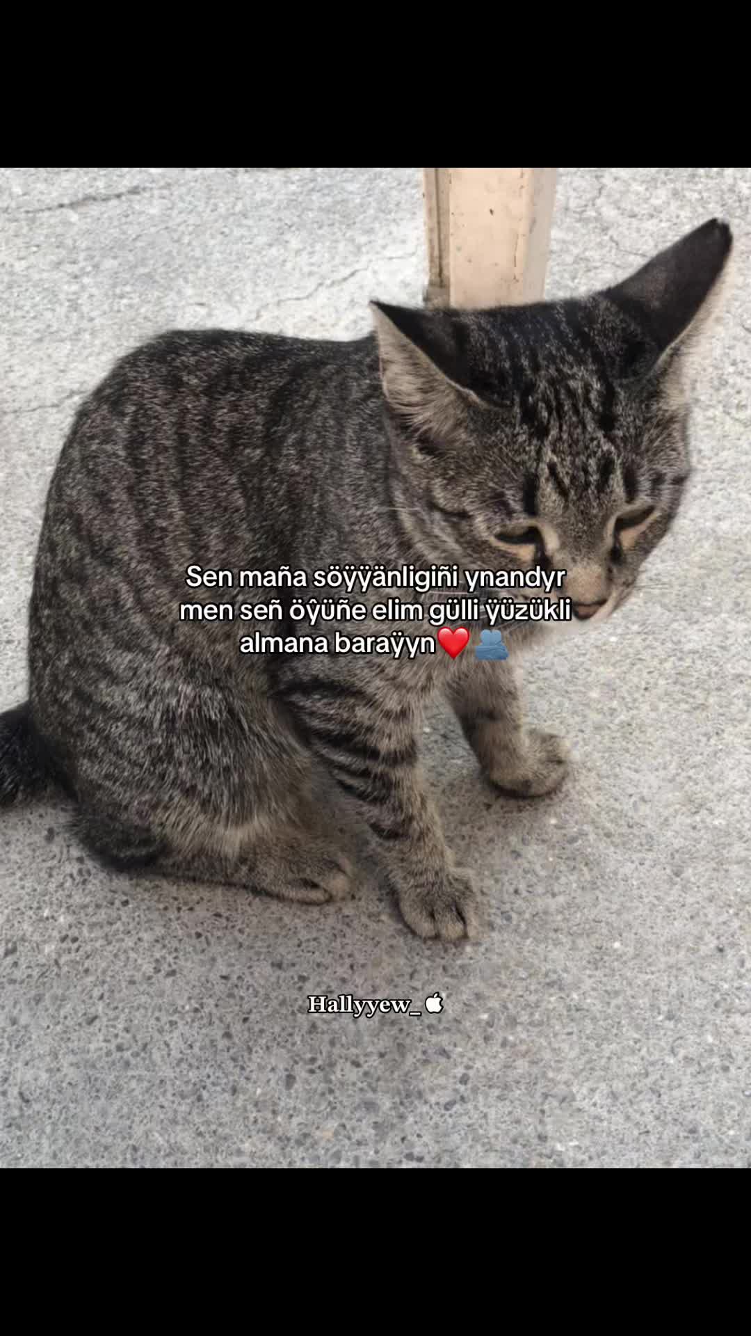 @Hallyyew 