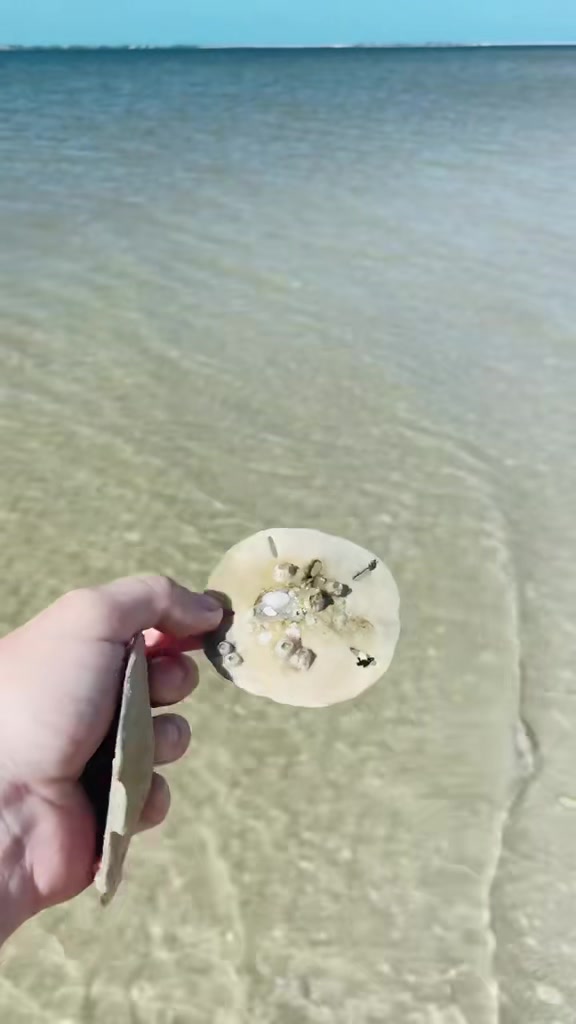 @Southwest Florida Shelling