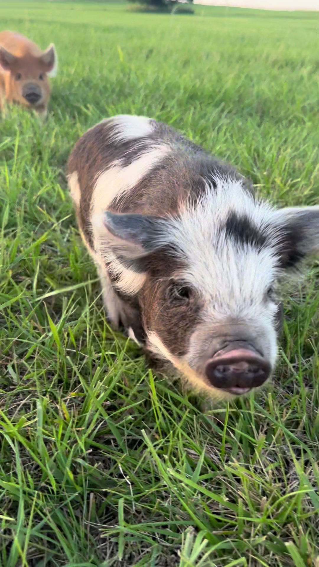 @prairiepiglets